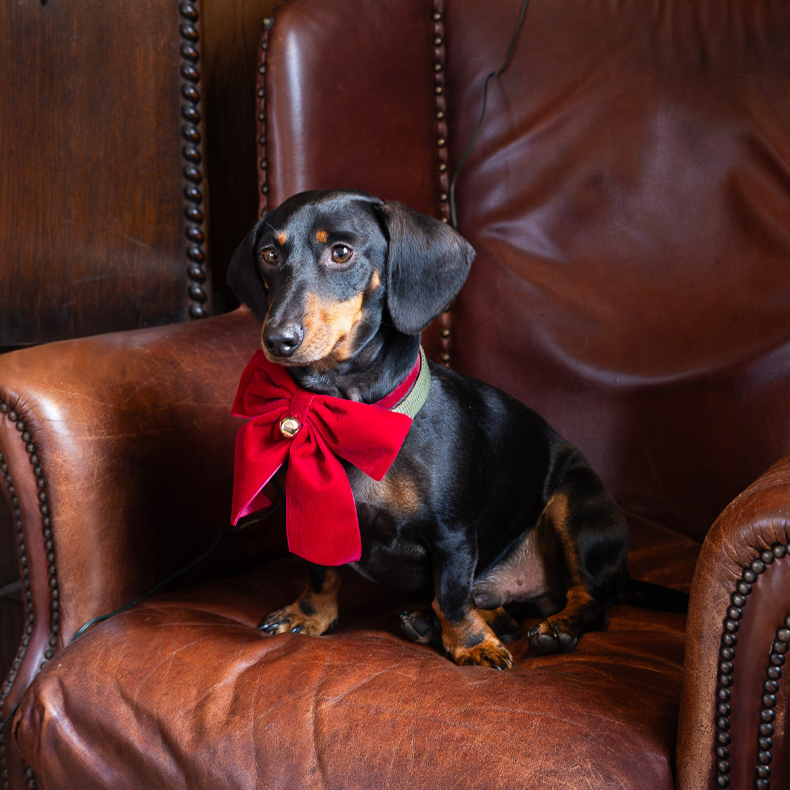 Dog / Cat Velvet Christmas Bow Neck Tie